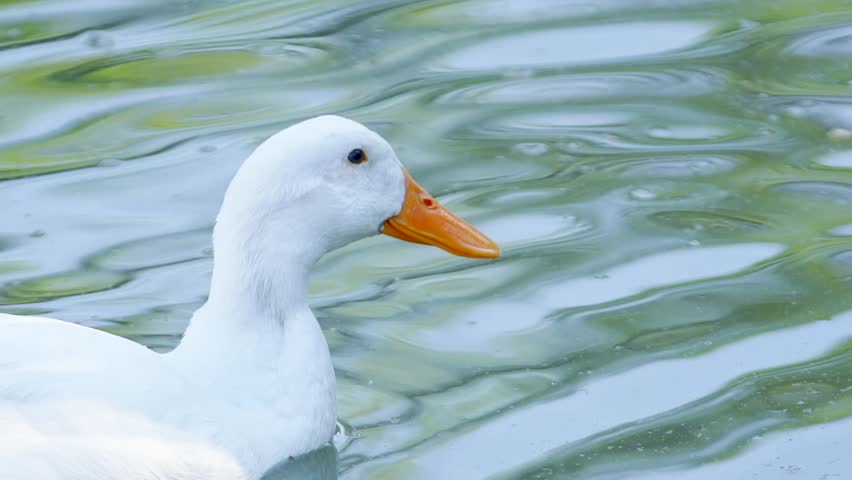 Close up portrait of a white duck swimming in rippling blue water on a beautiful peaceful summer day.