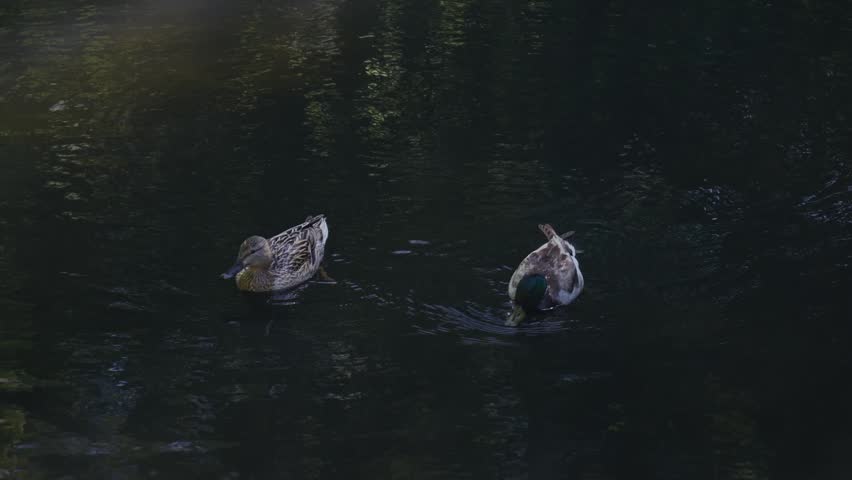 A pair of wild ducks gracefully swimming on the dark and calm water of a pond during a peaceful afternoon.