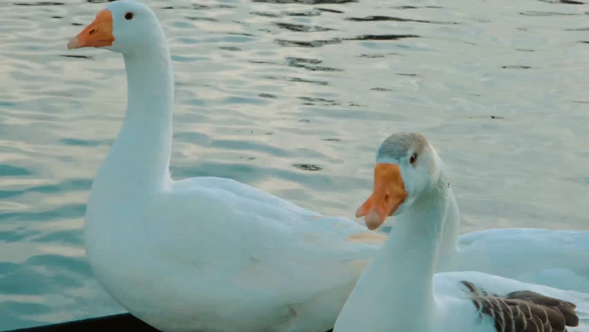 A group of three white geese swimming calmly on the surface of a lake during a bright and peaceful afternoon.