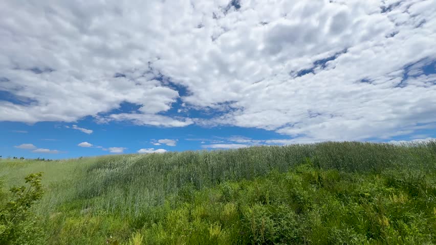 Lush green meadow with tall grasses waving beneath a wide blue sky filled with textured clouds, evoking calm, freedom and open countryside on a bright, breezy day.