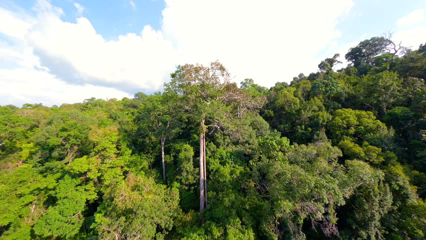 Cinematic FPV drone flight above towering rainforest trees and dense tropical forest canopy in Thailand. Scenic aerial journey through lush wilderness and exotic jungle landscape.