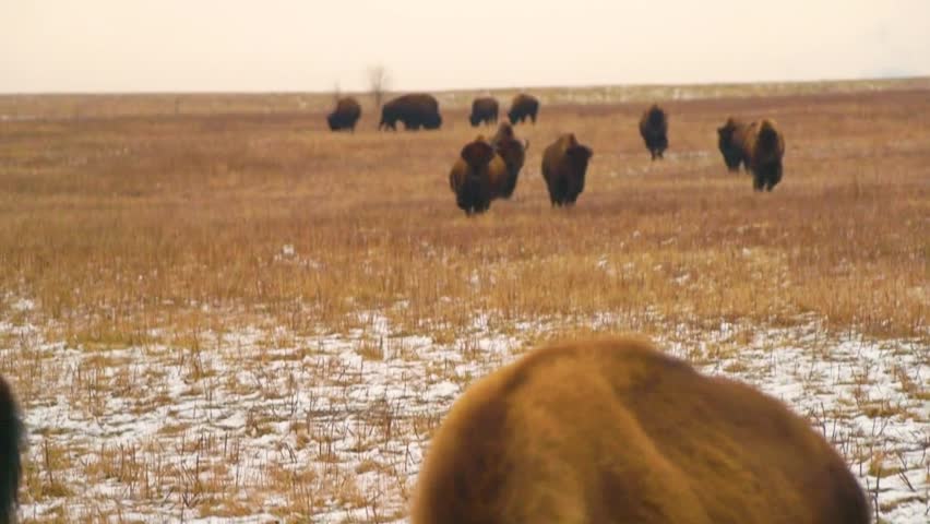 American Bison Herd Traversing Snow Dusted Prairie Landscape Across Vast Winter Grasslands at Dawn.
