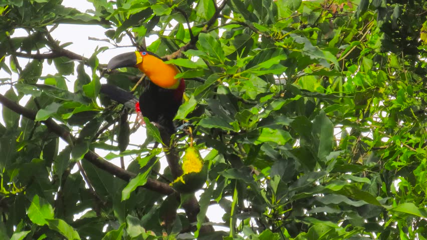 Exotic Tropical Bird, Channel-Billed Toucan Ramphastos vitellinus Eating Fresh Fruit In Wild Jungle.
