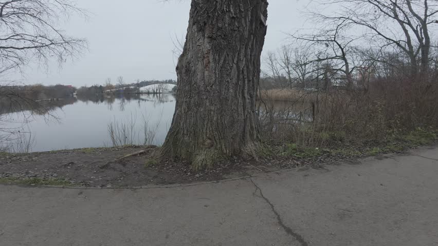 A focused scenic view of a park lake with trees in the foreground, emphasizing natural greenery and calm water.
