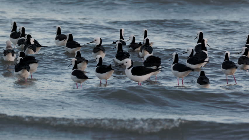 a tracking shot of a flock of pied stilts wading mudflats at oyster point in cleveland of qld, Australia