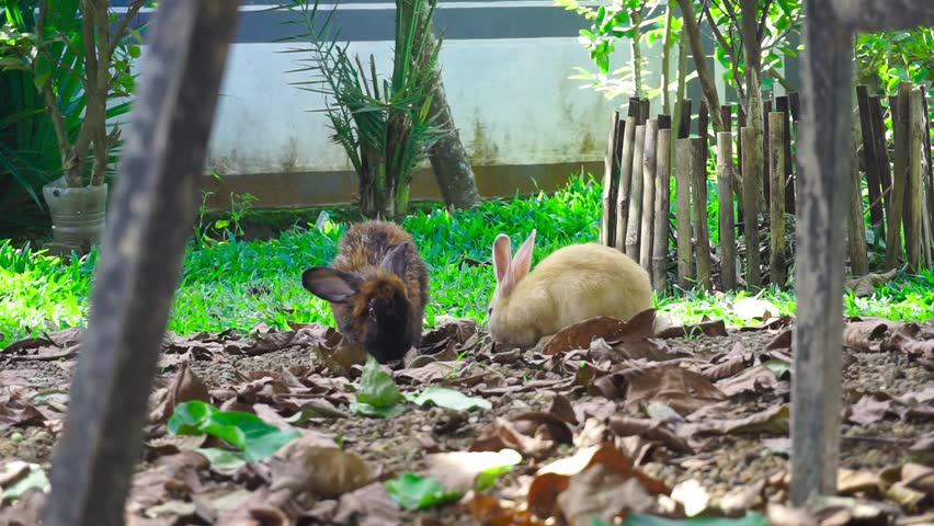 Two cute rabbits, one brown and one light tan, foraging for food in a garden with green grass and fallen leaves
