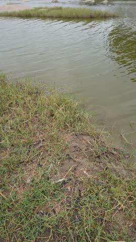 Vertical footage of a grassy lakeshore beside calm freshwater with wetland vegetation