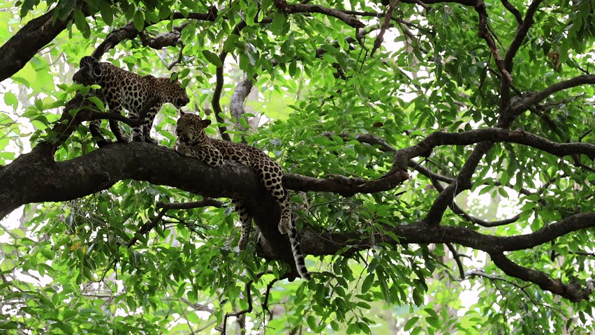Video of 2 leopards in tree. 
