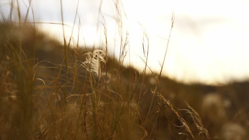 Native steppe grass bends in persistent wind across Patagonia, Argentina, glowing under warm sunset light and revealing characteristic vegetation of the southern South American grasslands, close-up