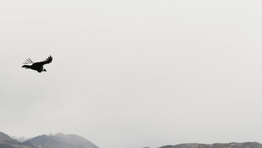 Andean condor soars above mountainous terrain near El Chaltén, Santa Cruz, Argentina, using uplift winds along the Southern Andes beneath overcast skies, drone tracking shot.