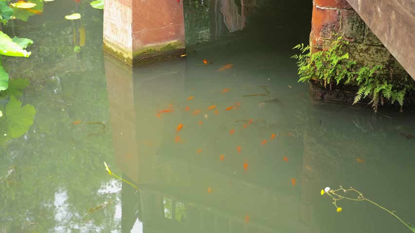 Koi Fish Swimming in a Pond
