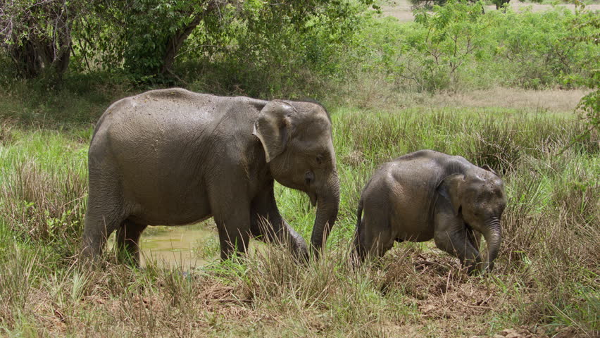 Mother and baby Asian elephant walking together through green grassland in a natural wildlife habitat.