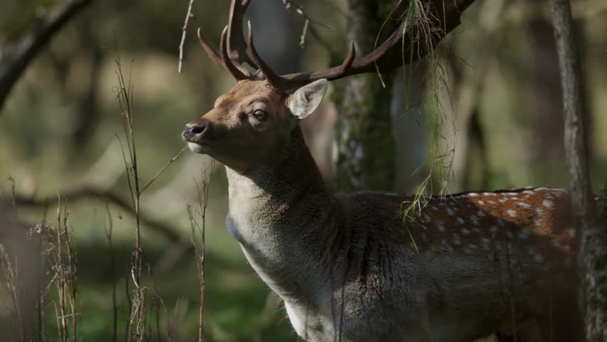 Fallow deer stag with large antlers bellowing in a sunny forest close-up
