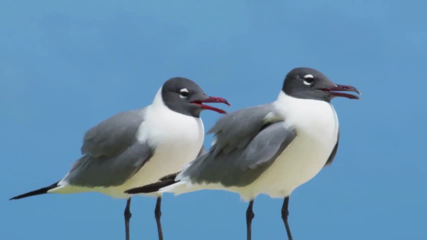 Two laughing gulls standing close together against solid blue sky