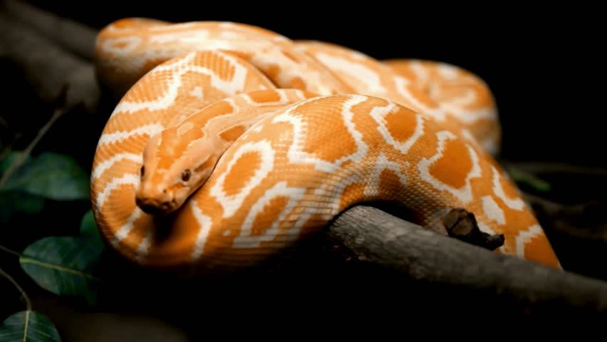 Albino Burmese python coiled on a thick branch close-up.
