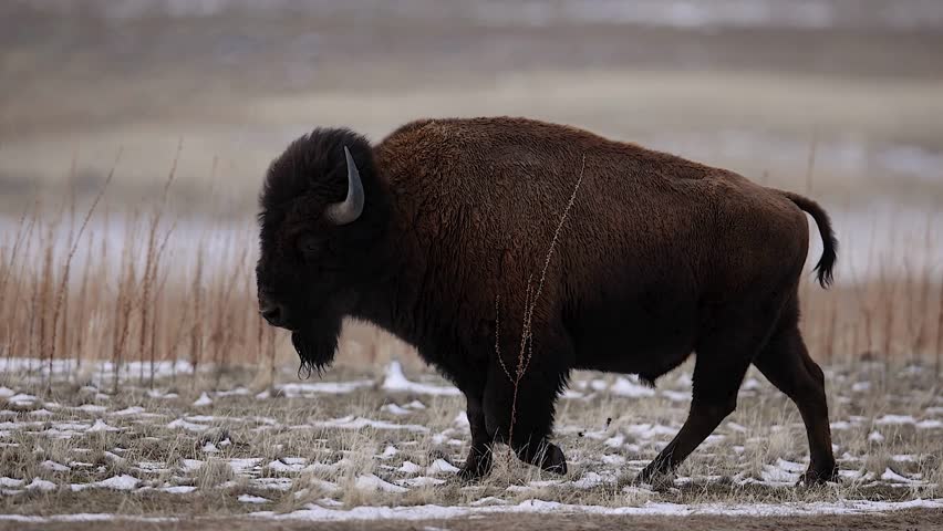 Large American bison walking through a light winter landscape profile.