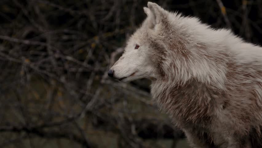 White Arctic wolf looking aside with dark branches in background.