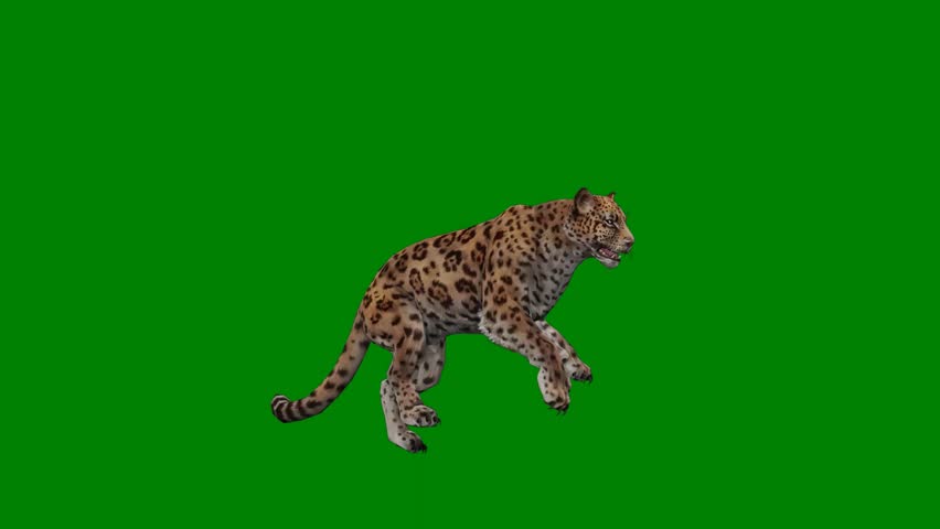 A leopard running isolated on green screen background