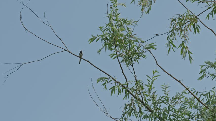 Medium shot of small bird perched on bare tree branch