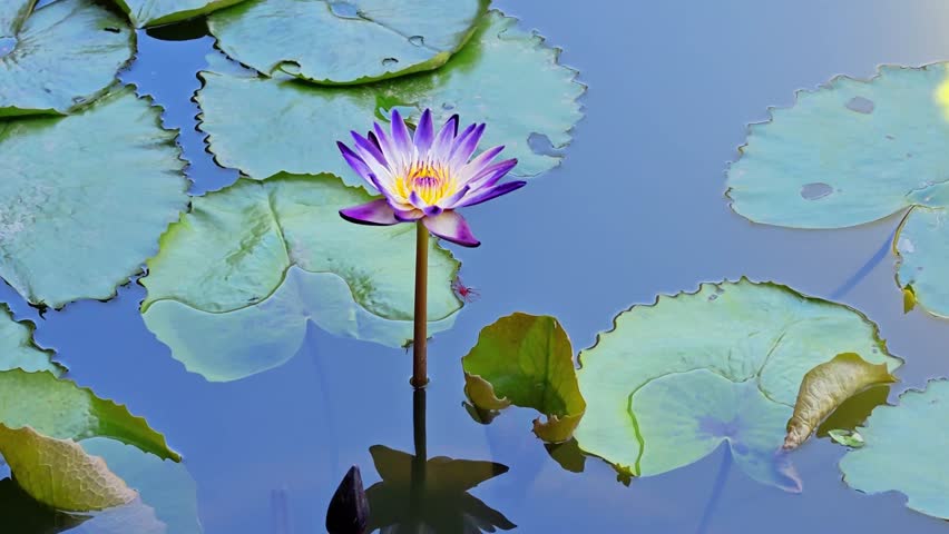 Beautiful purple lotus flower with green leaves in pond. Aquatic lotus flower blooming in pond, lake, river water in summer.