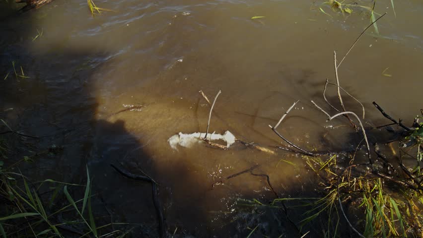 Splashing muddy water near branches and grass at the shoreline.