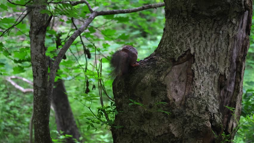 Grey brown Squirrel on the tree trunk, eating a nut. Close up.