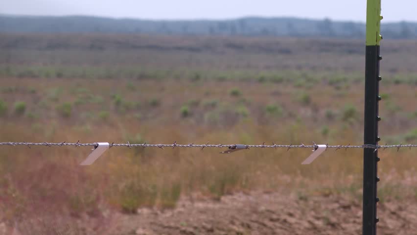 Wildlife fence with flags to prevent pronghorn from crossing roads.