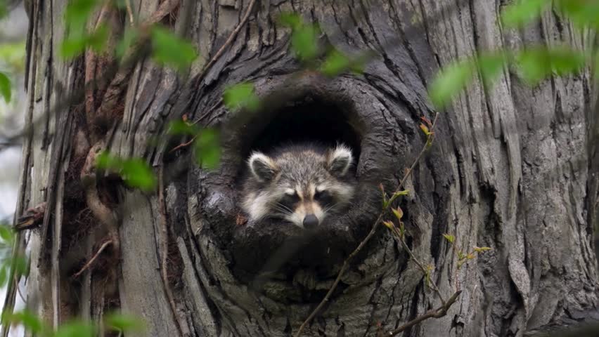 Cute raccoon peeking out from a hollow hole inside a tree trunk