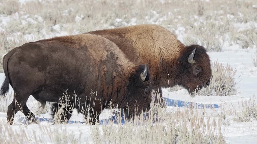 Two large American bison walking side by side through a snowy winter landscape