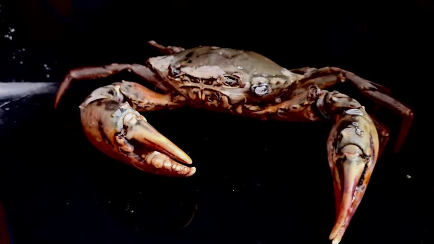 A large crab crawls against a black background.