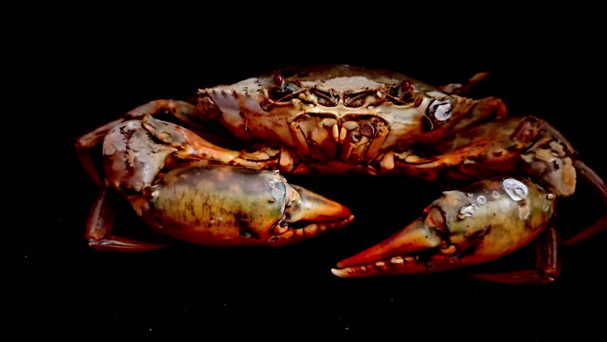 A giant sea crab from the deep sea against a black background.