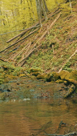 A young woman, dressed in a bright orange jacket, stands on the moss-covered rocks beside a flowing stream in an autumn forest, surrounded by vibrant green moss and fallen logs.