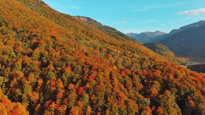 Drone aerial view of vibrant autumn forest on sloping mountain. Natural landscape background, 4k
