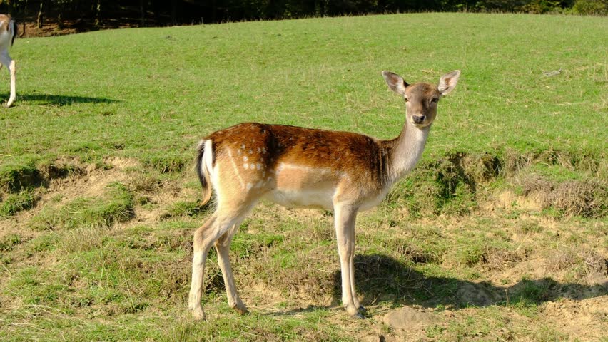 Large group of beautiful spotted deer grazes together on lush green hillside pasture. Jelenov Greben farm provides natural habitat for peaceful animals during sunny day.