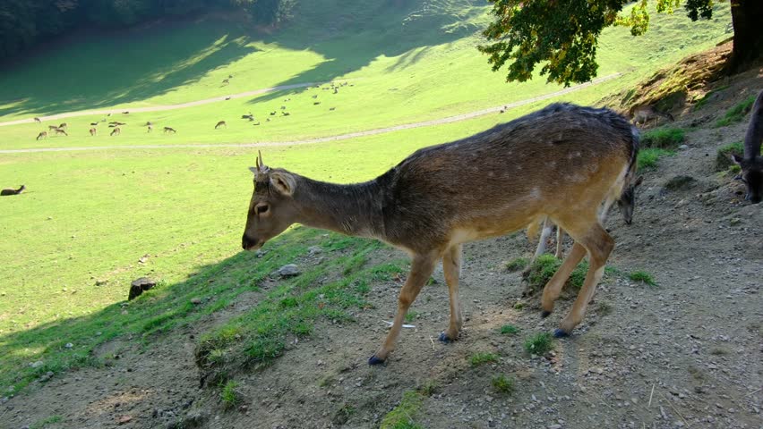 Large group of beautiful spotted deer grazes together on lush green hillside pasture. Jelenov Greben farm provides natural habitat for peaceful animals during sunny day.
