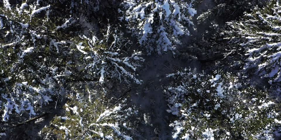 Overhead view looking directly down upon snowy coniferous treetops