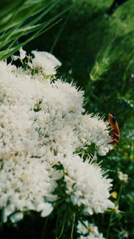 Close up of white flowering plant outdoors