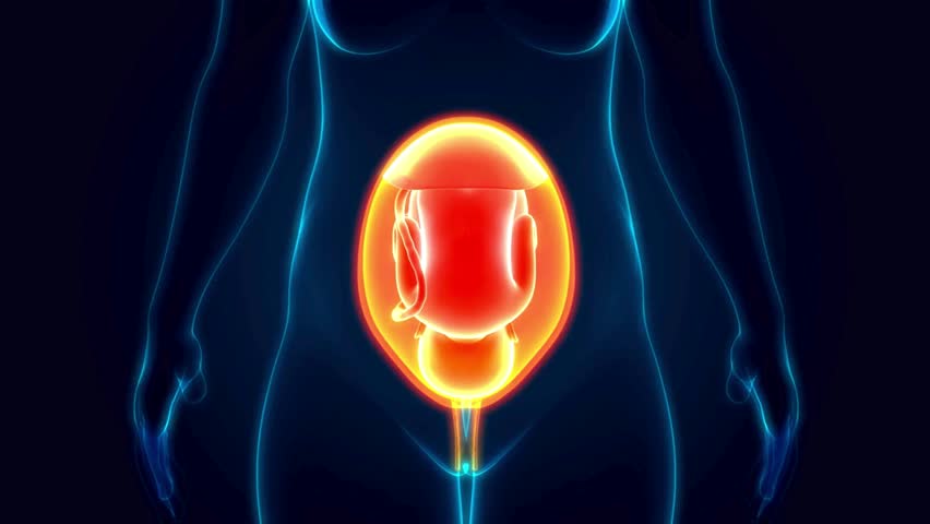 Baby Fetus Woman pregnancy unborn baby hologram illustration in a body 3D Womb Anatomy Animation Concept education science concept footage