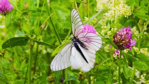 Aporia Crataegi Black Veined White の動画素材 ロイヤリティフリー Shutterstock