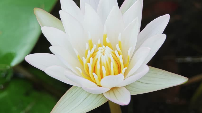 Water lily flower bud with bee in pond.