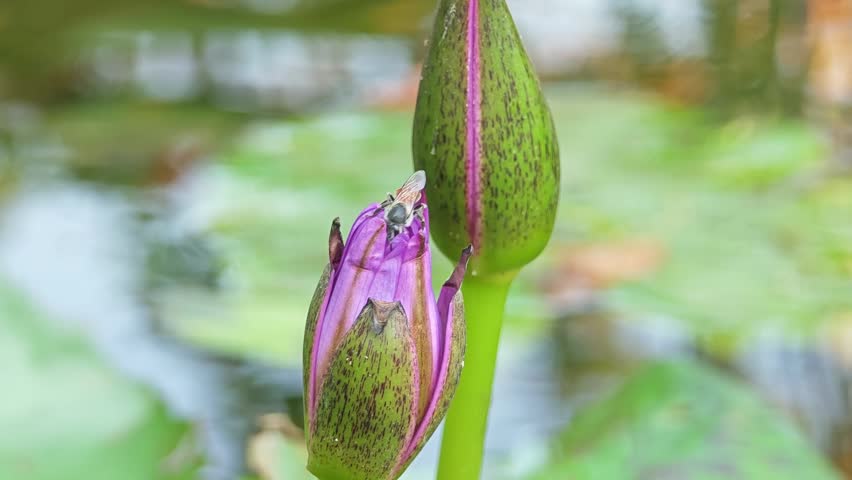 Water lily flower bud with bee in pond.