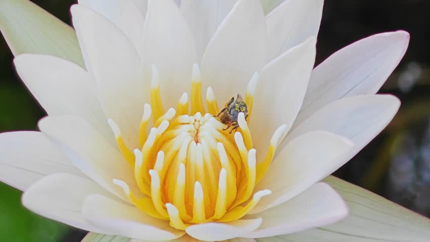 Water lily flower bud with bee in pond.