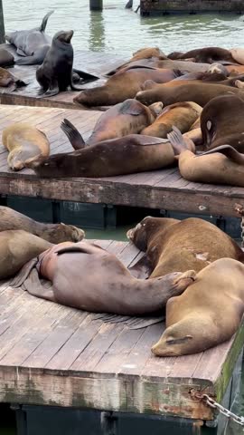 Sea lions on the Pier 39, San Francisco, California, USA