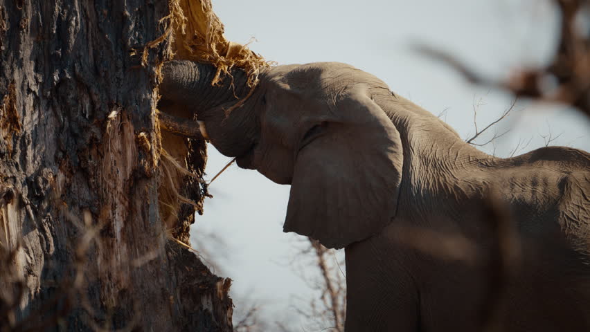 African elephant feeding on baobab tree bark in Gonarezhou National Park, Zimbabwe. Large bull elephant using tusks and trunk to strip bark, Part 2