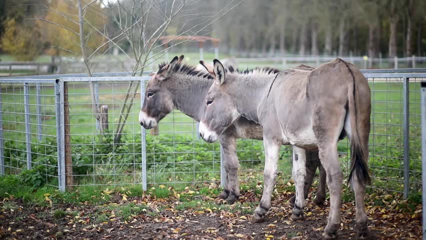 Two donkeys standing together in a farm animal enclosure