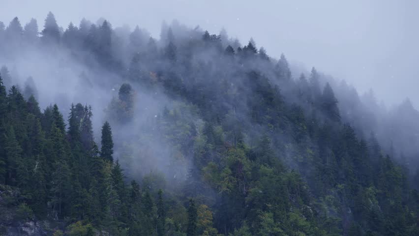 Misty evergreen pine forest covered in dense fog and snow
