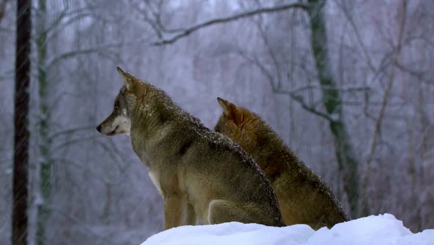 Two wild grey wolves sitting closely together in a snowy winter forest blizzard