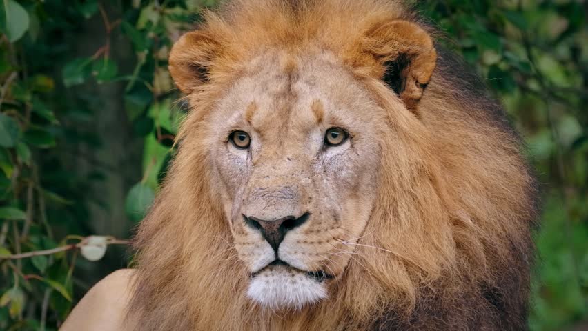 Close up portrait of a majestic male lion with mane