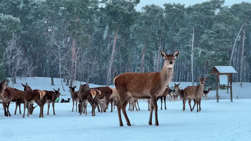 Group of red deer standing on snowy ground in Berlin, Germany, during winter, surrounded by forest habitat, highlighting wildlife, nature conservation, and seasonal scenery.