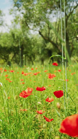 Red poppies in grassy orchard field